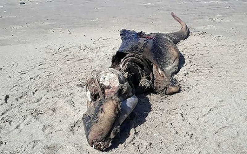 Apareció un MONSTRUO en una playa Británica 6 Apareció un MONSTRUO en una playa Británica