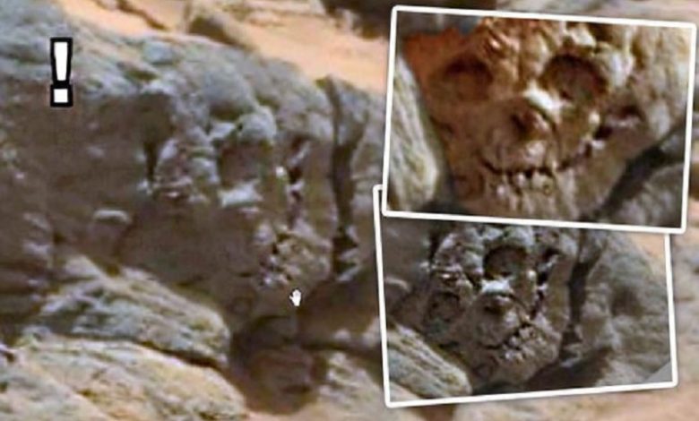 Cráneo fosilizado encontrado en el Planeta Rojo