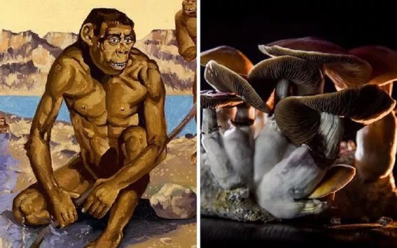 Avance científico: Los antiguos humanos usaban hongos psicodélicos que les ayudaron a evolucionar 8 Los antiguos humanos usaban hongos psicodélicos que les ayudaron a evolucionar