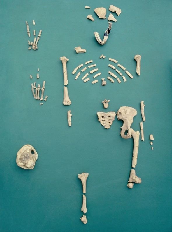 Hacha de mano de Homo erectus hecha de Hueso encontrada en África Oriental