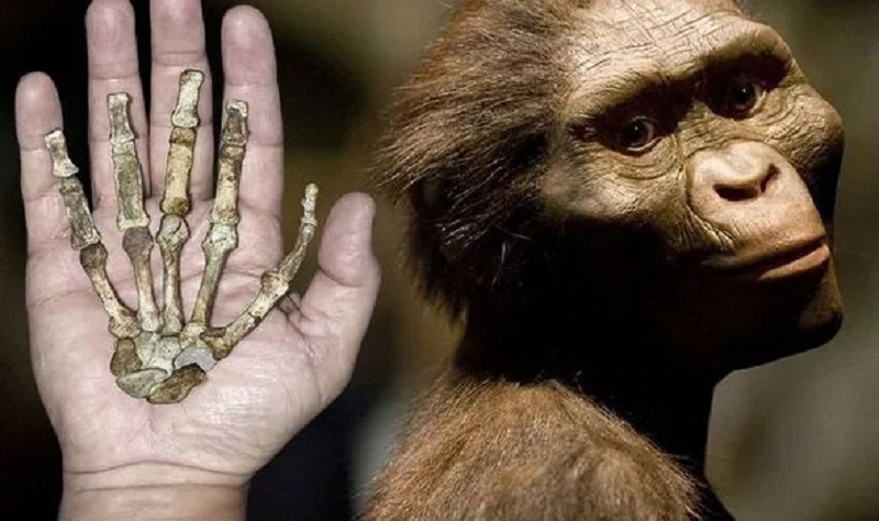 ¿Nuestros antepasados utilizaban herramientas de piedra antes de tener pulgares oponibles? 5 Nuestros antepasados utilizaban herramientas de piedra antes de tener pulgares oponibles