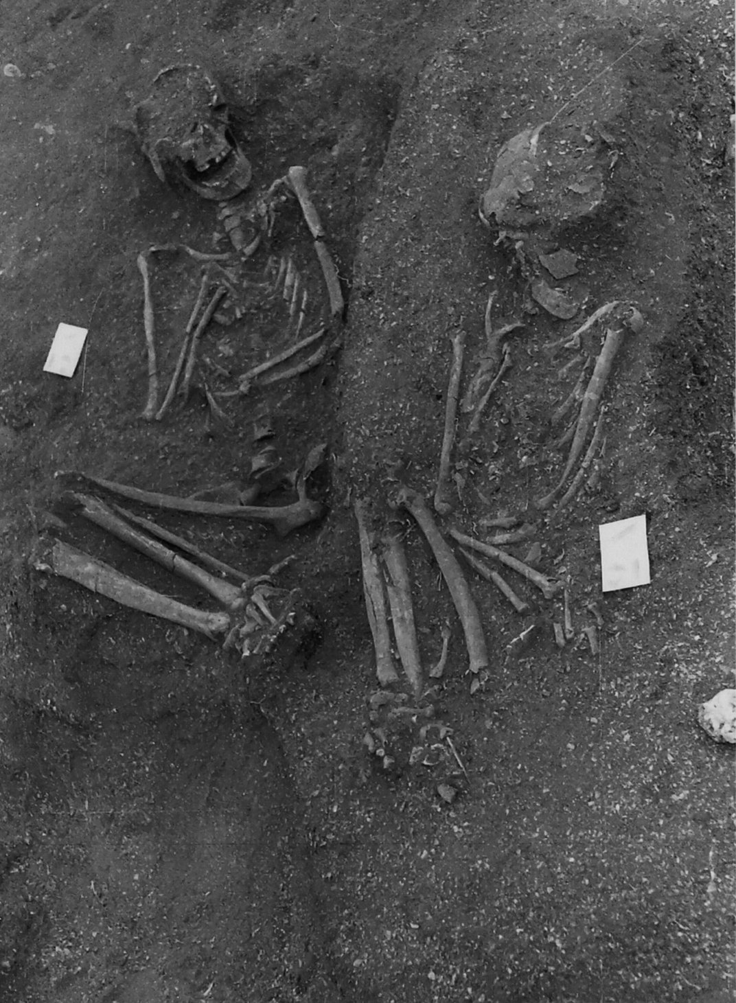 imagen en blanco y negro de dos esqueletos en posiciones fetales medio enterrados en sedimentos en el sitio de excavación