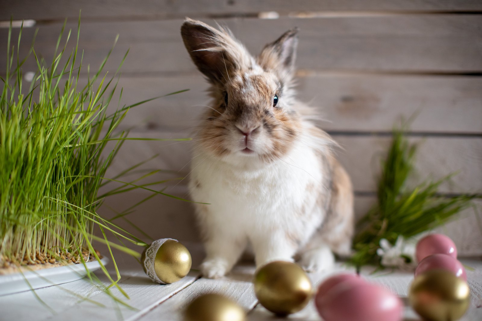 Los antiguos orígenes del conejo de Pascua 8 Los antiguos orígenes del conejo de Pascua