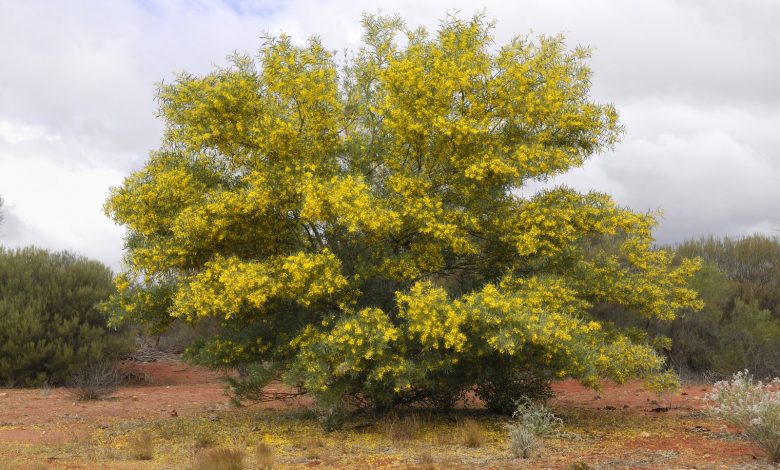 Fogatas de 50.000 años de antigüedad revelan las profundas raíces históricas de la flor nacional de Australia