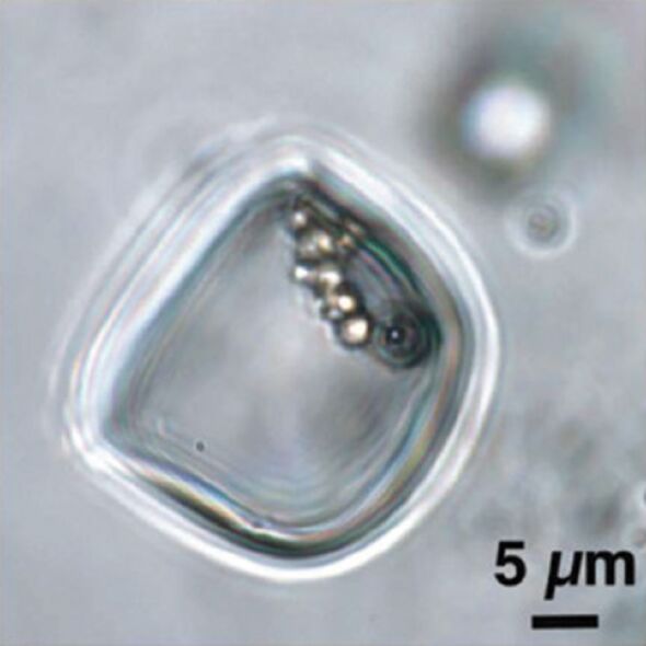 Una cadena de células de algas en una inclusión fluida.