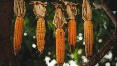 Nuevo estudio encuentra que los migrantes trajeron maíz a los mayas