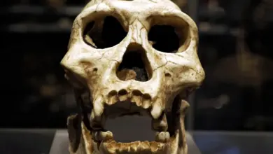 Extinção dos neandertais foi genocídio