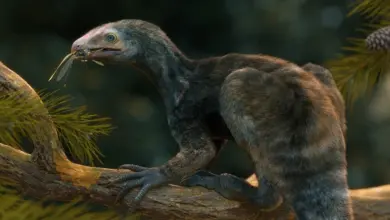 Criatura que viveu há 230 milhões de anos é descoberta no Brasil