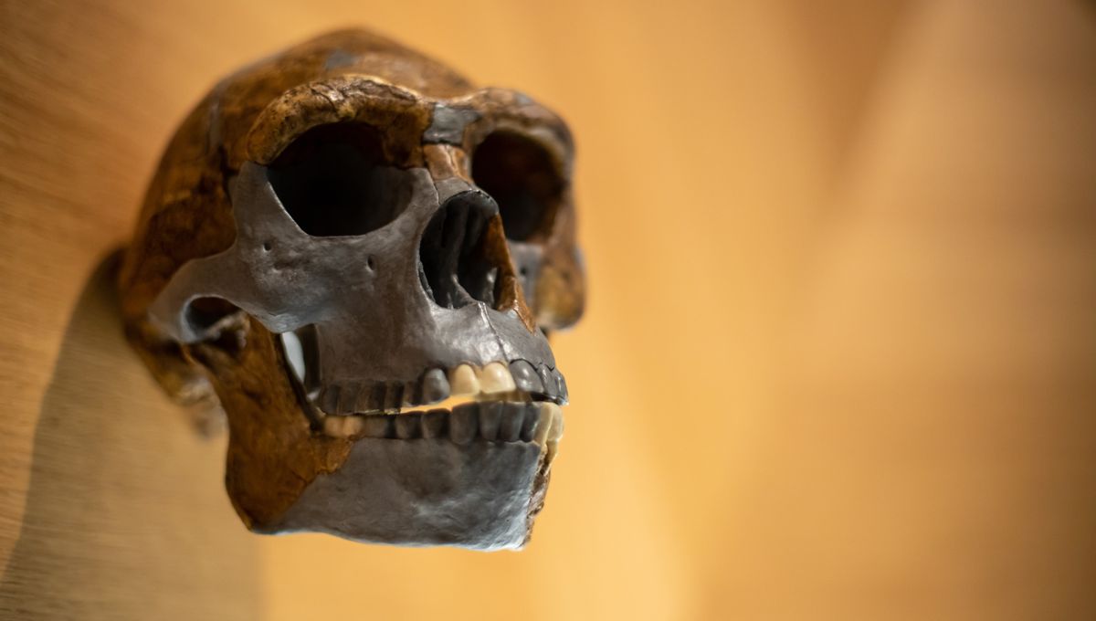 Ahora sabemos cómo viajaron nuestros antiguos ancestros desde África 5 Ahora sabemos cómo viajaron nuestros antiguos ancestros desde África