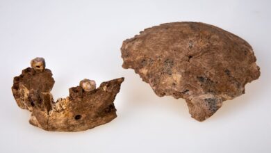 ¿Quiénes eran Nesher Ramla Homo?