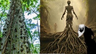 El árbol del algodón de seda del Caribe y sus espíritus peligrosos en mitos y leyendas