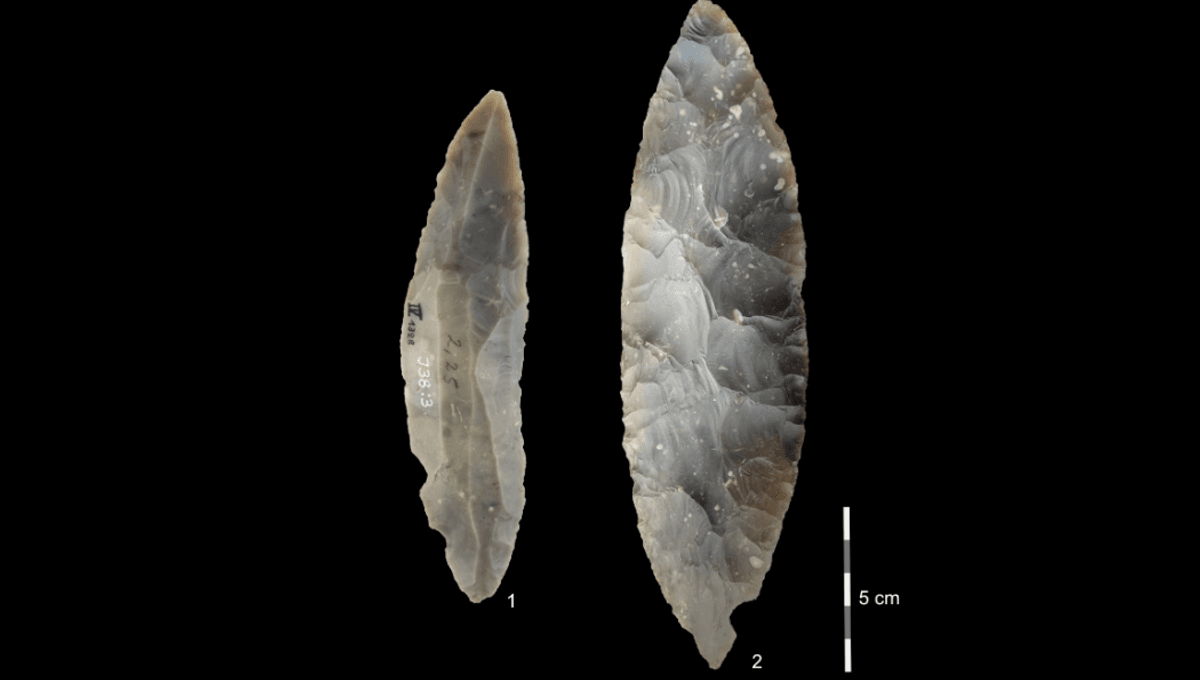 El descubrimiento del Homo Sapiens más antiguo en el norte de Europa demuestra una larga superposición con los neandertales 5 El descubrimiento del Homo Sapiens más antiguo en el norte de Europa demuestra una larga superposición con los neandertales