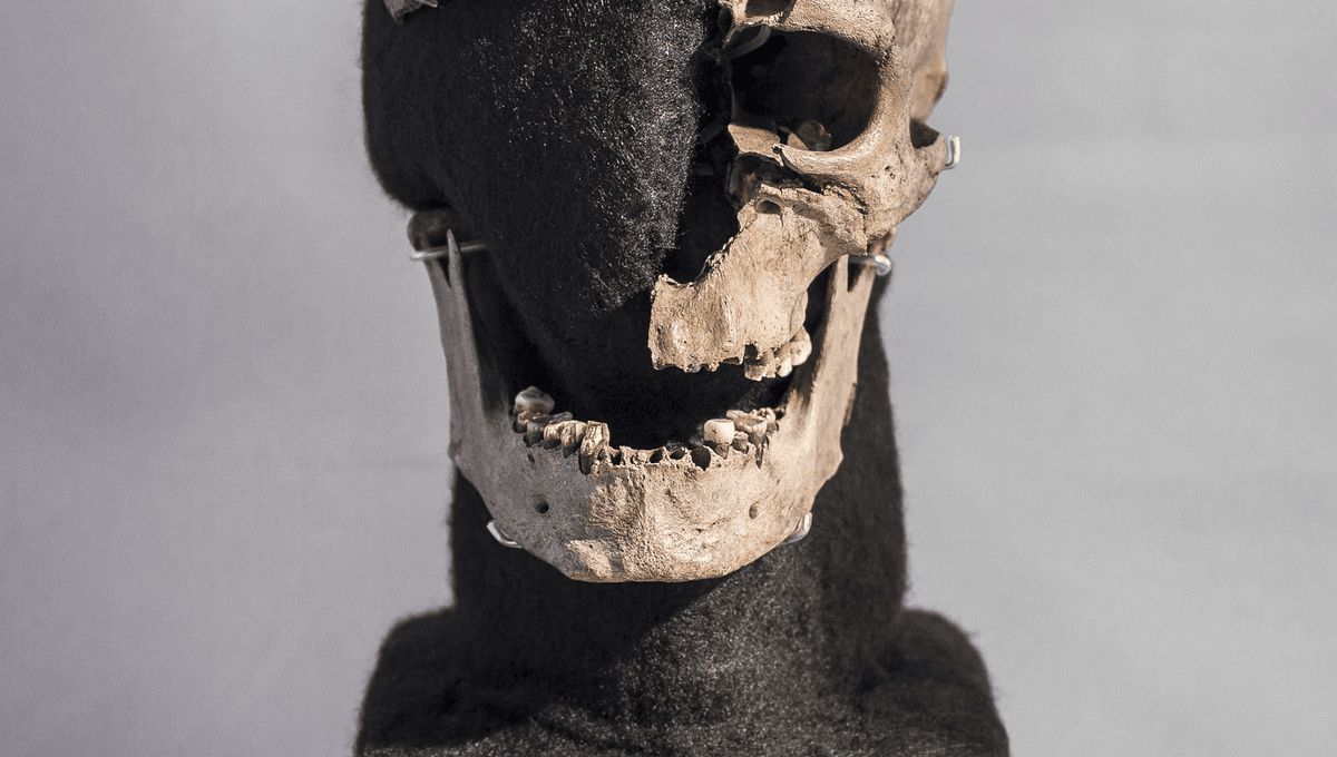 Nuevos detalles sobre la vida y muerte del hombre de Vittrup descubiertos después de 5.000 años 5 Nuevos detalles sobre la vida y muerte del hombre de Vittrup descubiertos después de 5.000 años