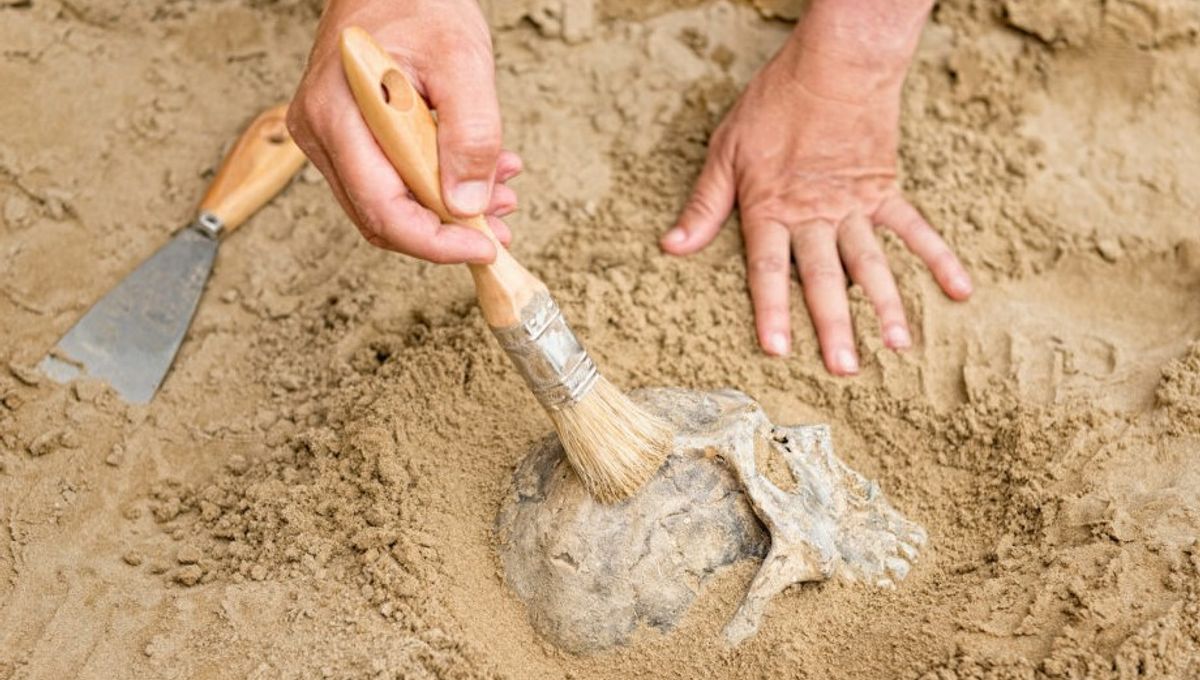 Cómo un niño híbrido humano-neandertal reescribió la historia humana