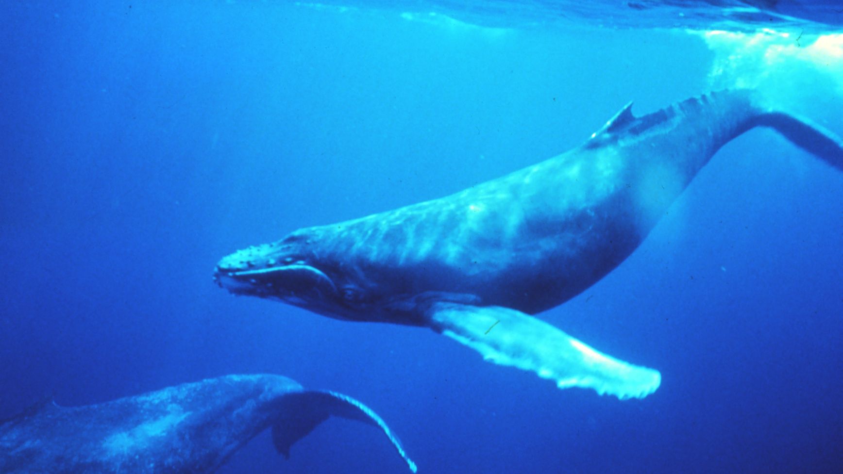 Hablar el idioma de las ballenas podría ayudar en la búsqueda de extraterrestres 5 Dr. Louis M. Herman/Wikimedia Commons