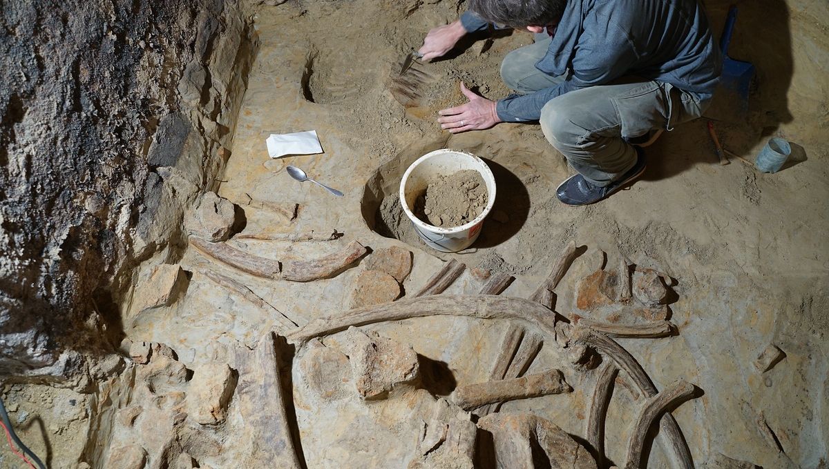Hombre encuentra tres esqueletos de mamut en su bodega 5 Hombre encuentra tres esqueletos de mamut en su bodega