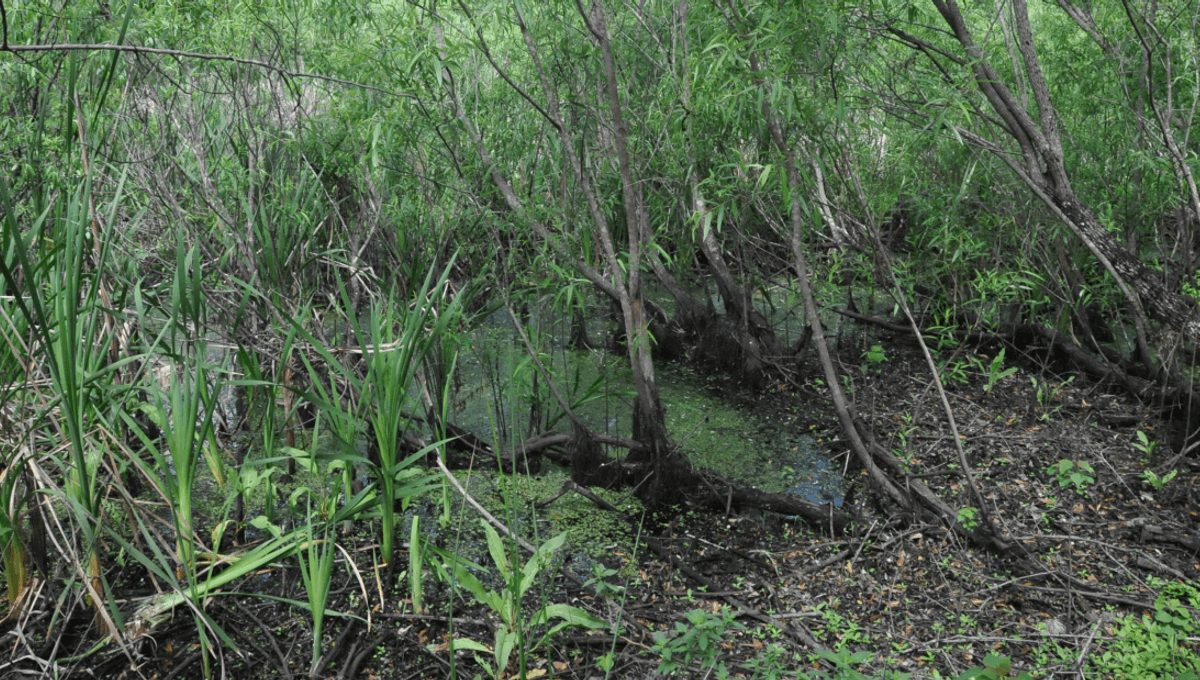 Los cuerpos del pantano de Windover: ¿Por qué se encontraron 177 cadáveres en un estanque? 6 Los cuerpos del pantano de Windover: ¿Por qué se encontraron 177 cadáveres en un estanque?
