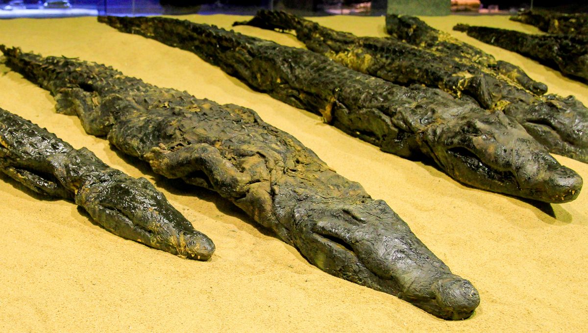 Secretos del culto al cocodrilo en el Antiguo Egipto revelados por un cocodrilo momificado 5 Secretos del culto al cocodrilo en el Antiguo Egipto revelados por un cocodrilo momificado