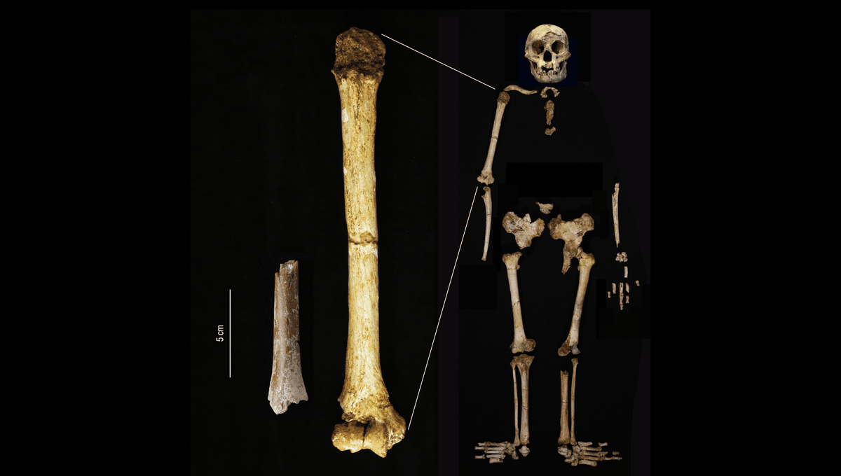 Un hueso fósil increíblemente diminuto del brazo podría resolver el misterio del árbol genealógico de los antiguos hobbits