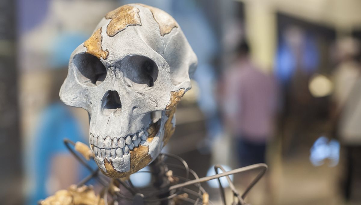 ¿Fue Lucy la primera corredora de larga distancia?