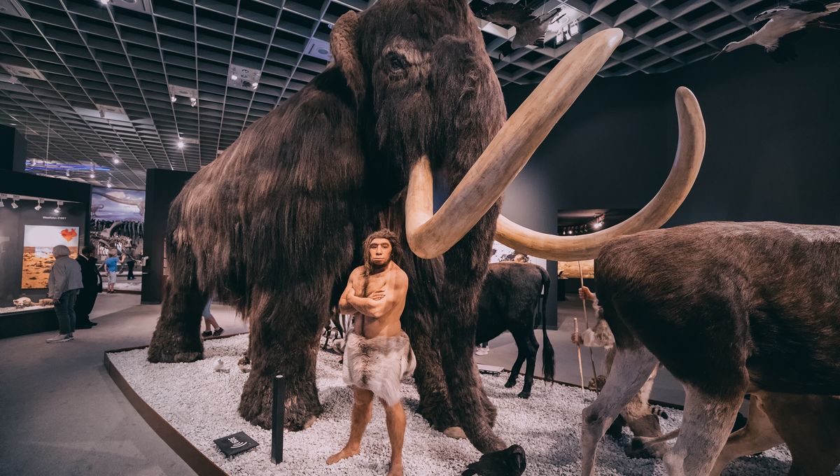Los neandertales pudieron haber tenido “fuerza explosiva” gracias a sus cajas torácicas en forma de campana 5 Los neandertales pudieron haber tenido “fuerza explosiva” gracias a sus cajas torácicas en forma de campana