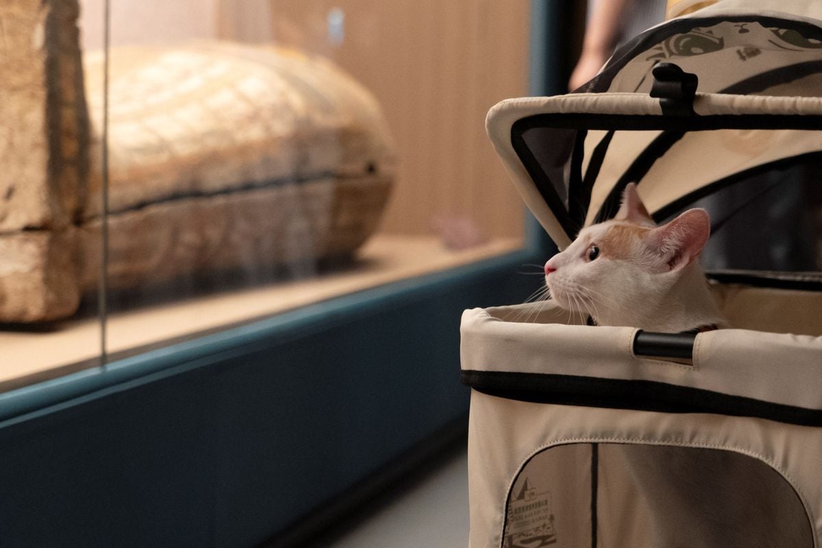 Cientos de gatos curiosos contemplaron artefactos del antiguo Egipto durante una serie de 'Noches de Meowseum' en China 7 Cientos de gatos curiosos contemplaron artefactos del antiguo Egipto durante una serie de 'Noches de Meowseum' en China